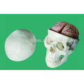 Модель человеческого черепа в натуральную величину с мозгом, модель анатомии медицинского черепа